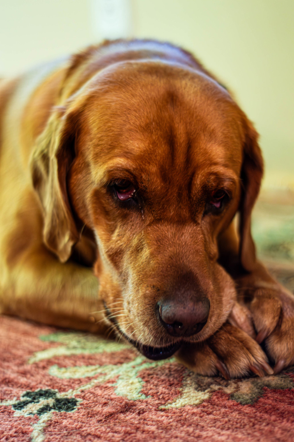 The Wellness Baseline