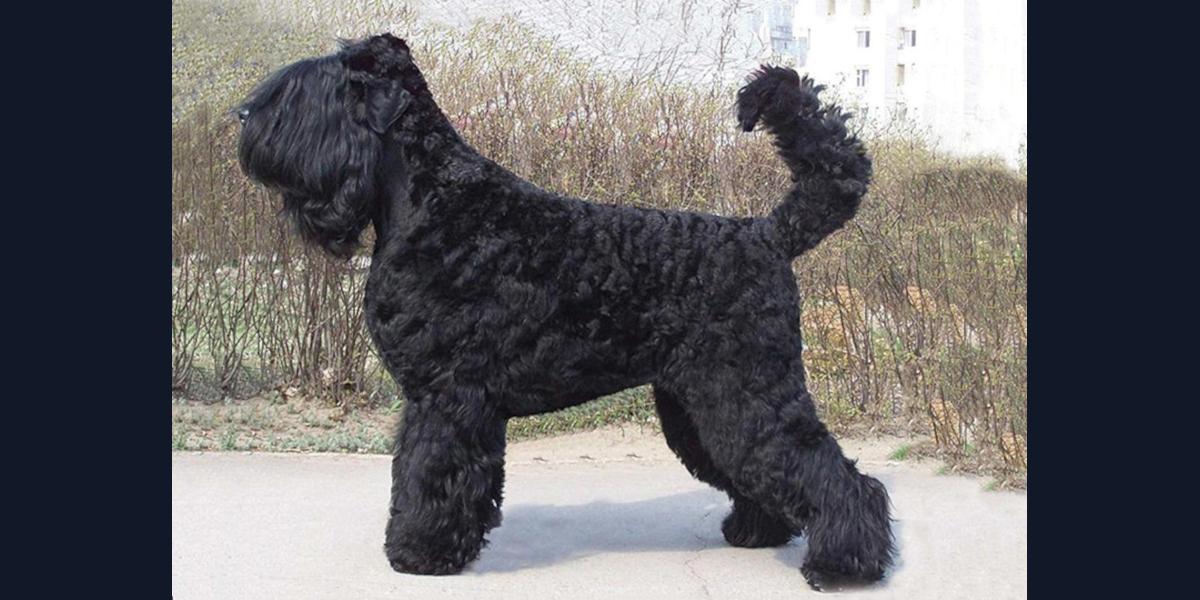 A Comprehensive Guide to the Black Russian Terrier