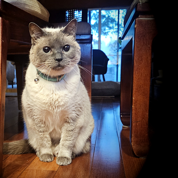 A photo of 2 dogs & 1 cat