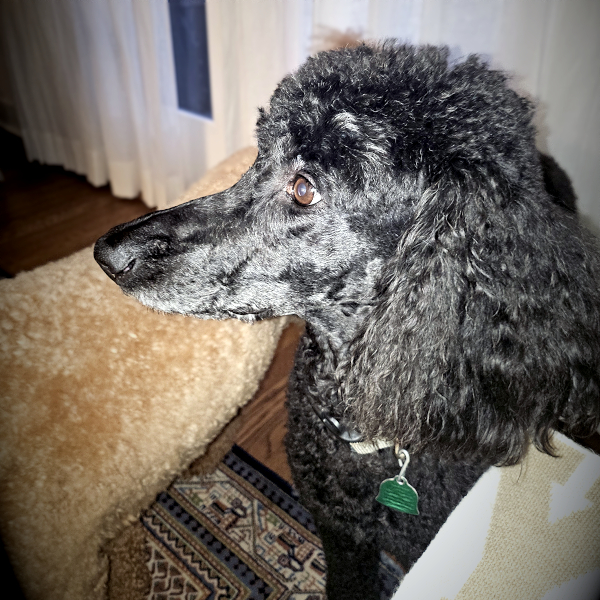 A photo of 2 Standard Poodles